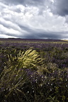 Lavender field 2